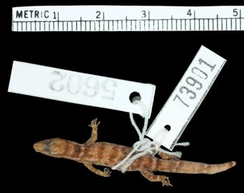 Media type: image;   Herpetology R-73901